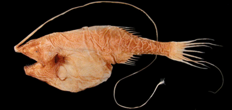 deep sea fish.png