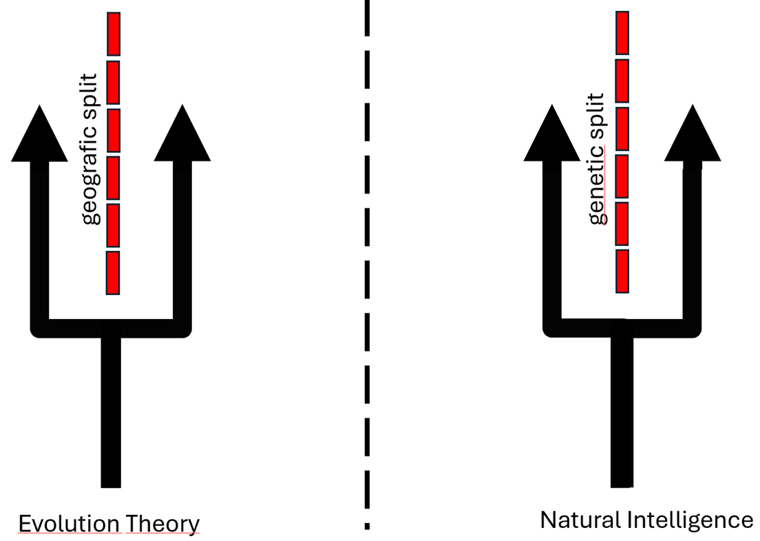 genetic split.png