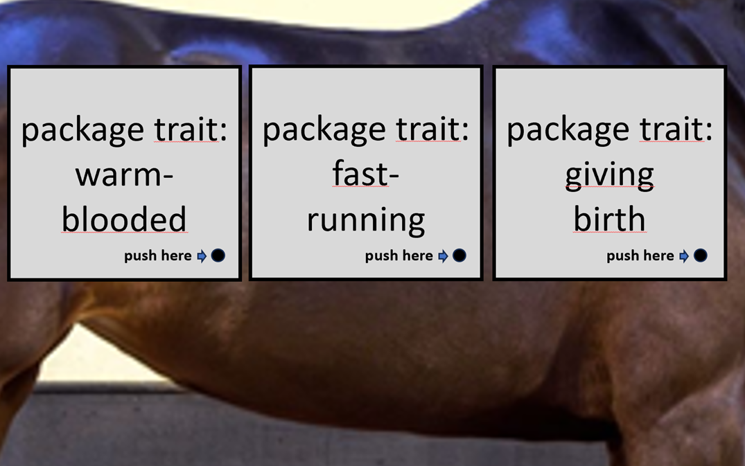 horse with packages.png