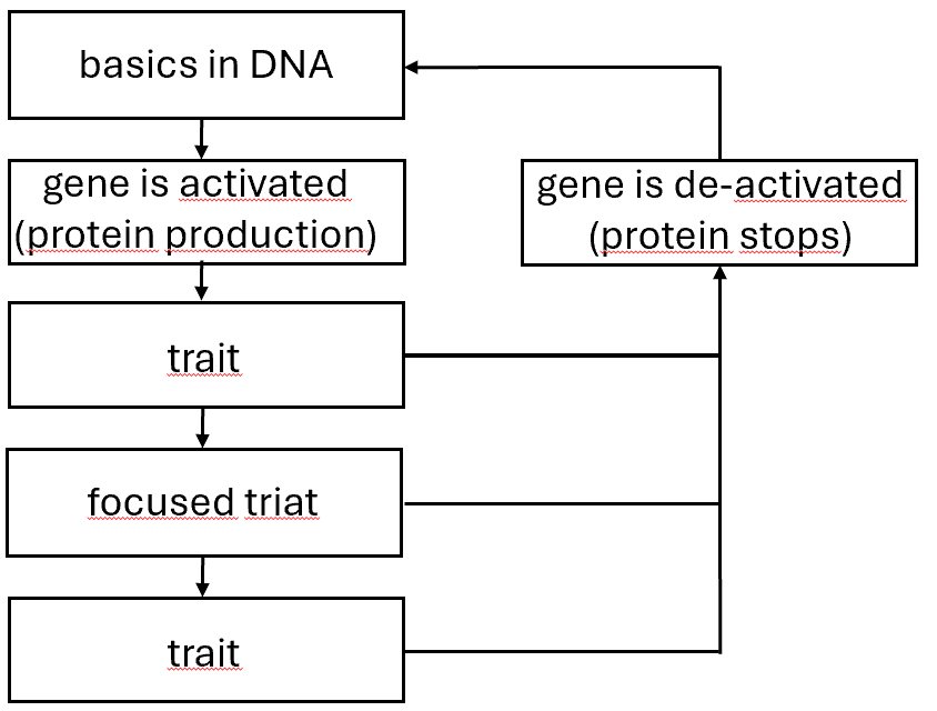 stroomschema trait.png